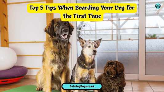Boarding Your Dog for the First Time