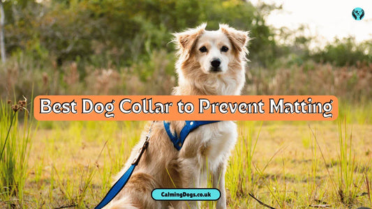Best 5 Dog Collar to Prevent Matting