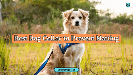Best 5 Dog Collar to Prevent Matting