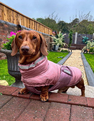 Mini Dachshund Jackets