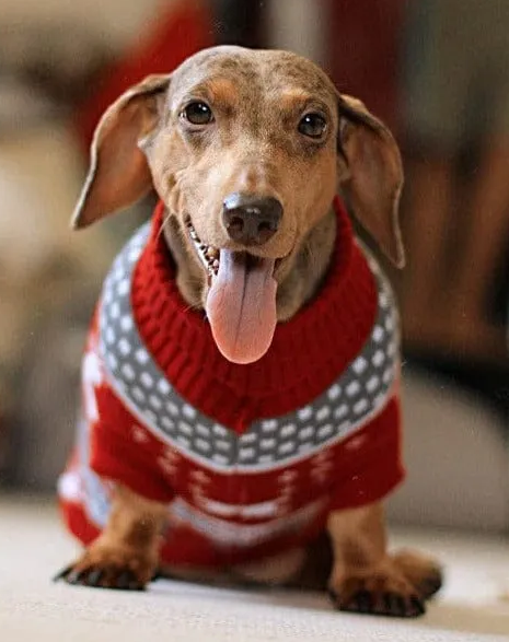 Christmas Dachshund Winter Sweaters