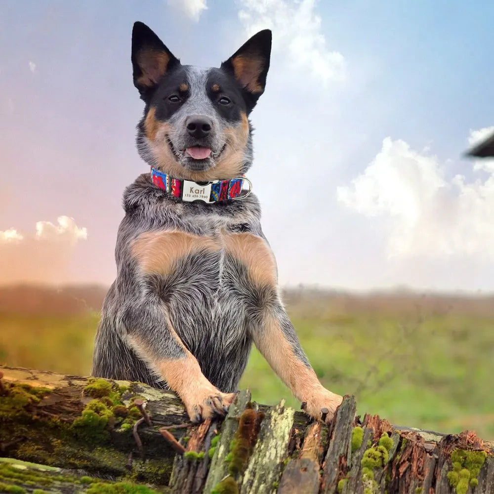 Adjustable Nylon Personalized Dog Collar with name