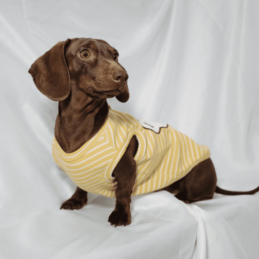 Elastic Summer T Shirts for Dachshunds