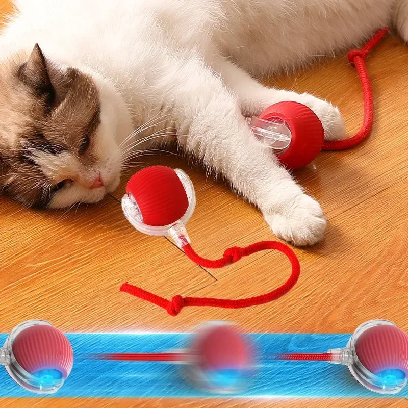 cat rolling ball toy