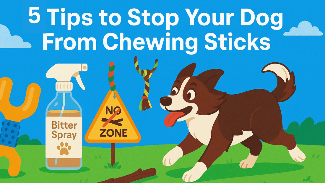 5 Tips to Stop Your Dog from Chewing Sticks