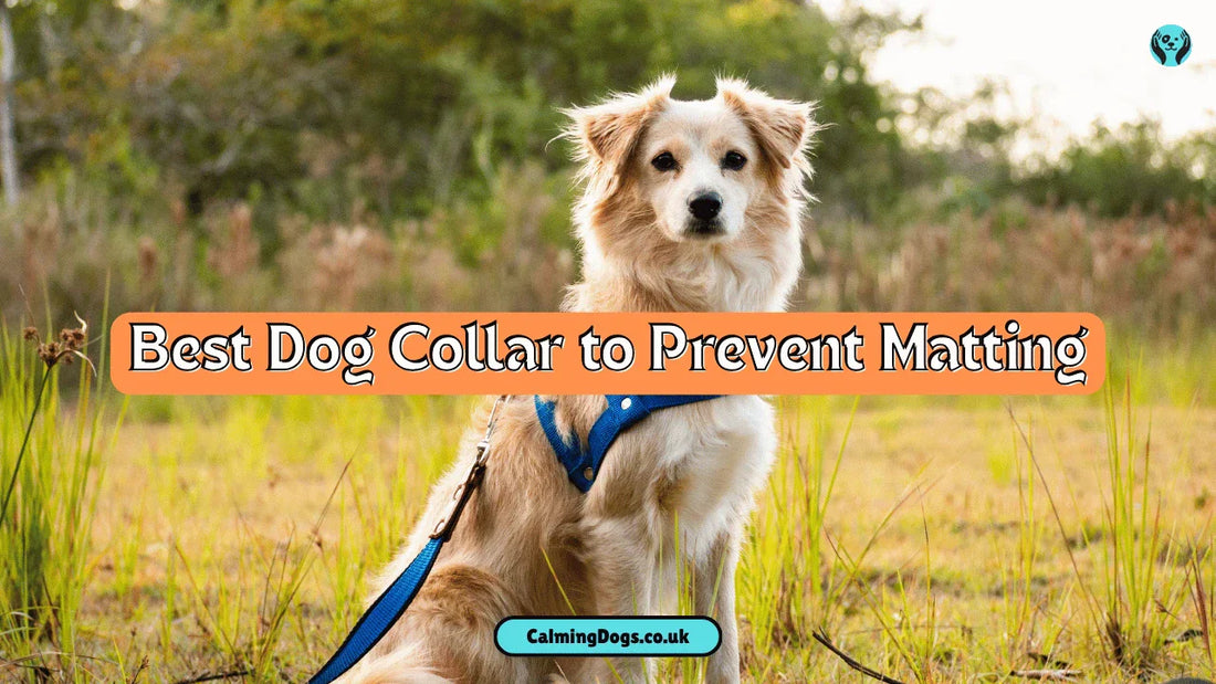 Best 5 Dog Collar to Prevent Matting