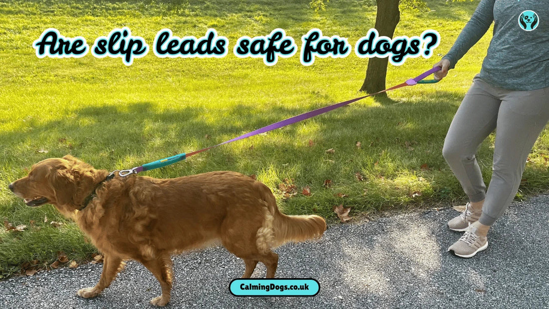 Are Slip Leads Safe for Dogs?