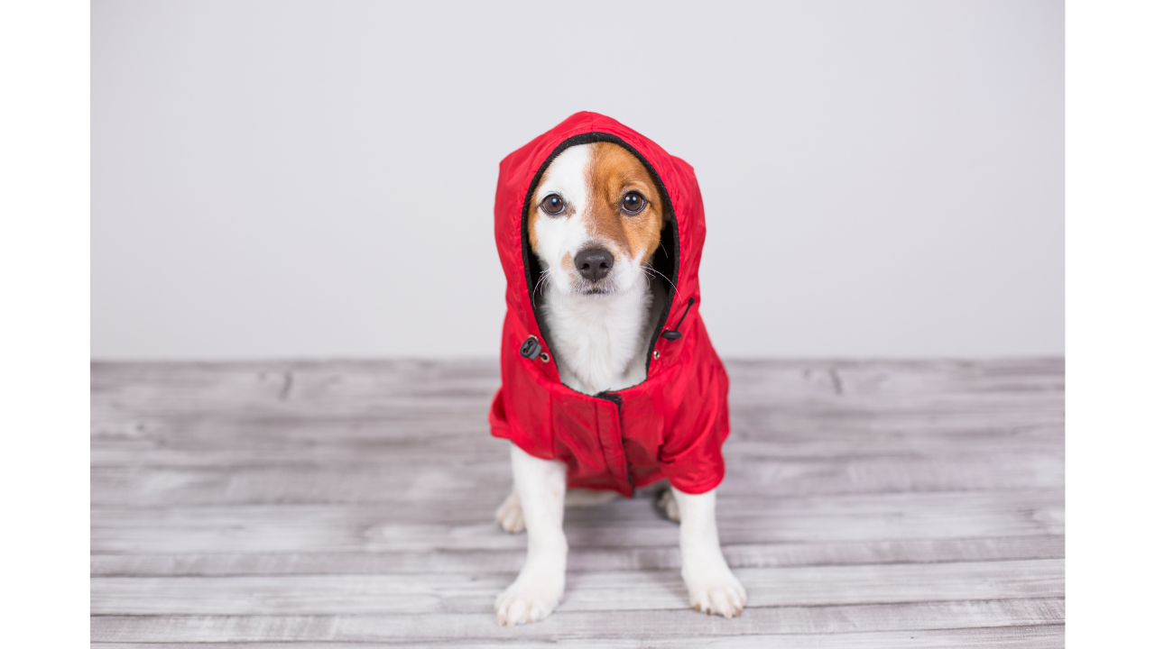 Dog Coats