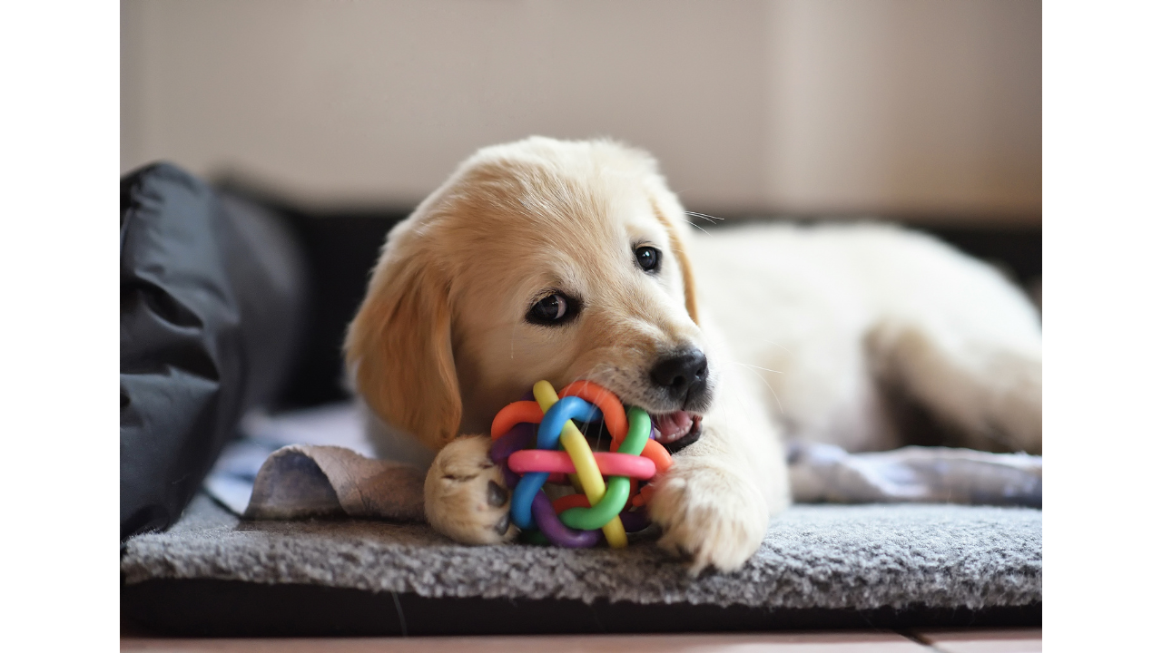 Ultimate Pet Toys