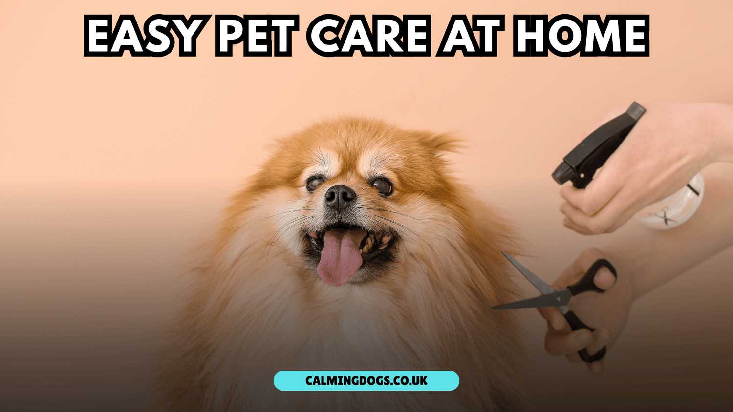 Pet Care Home