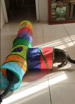 Collapsible Cat Rainbow Tunnel Tube