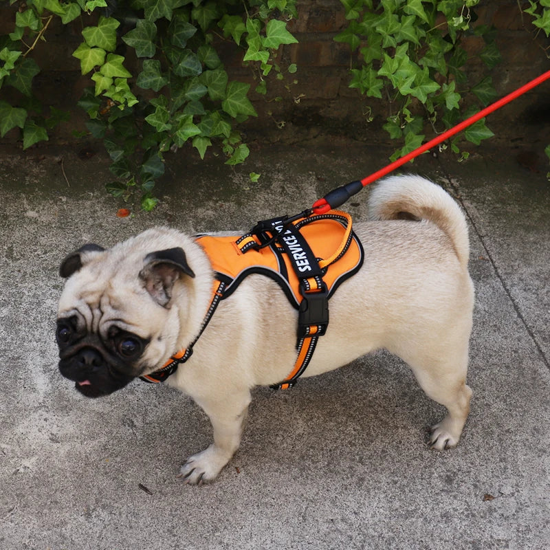 Nylon Dog Harness Available in Large and Small Sizes