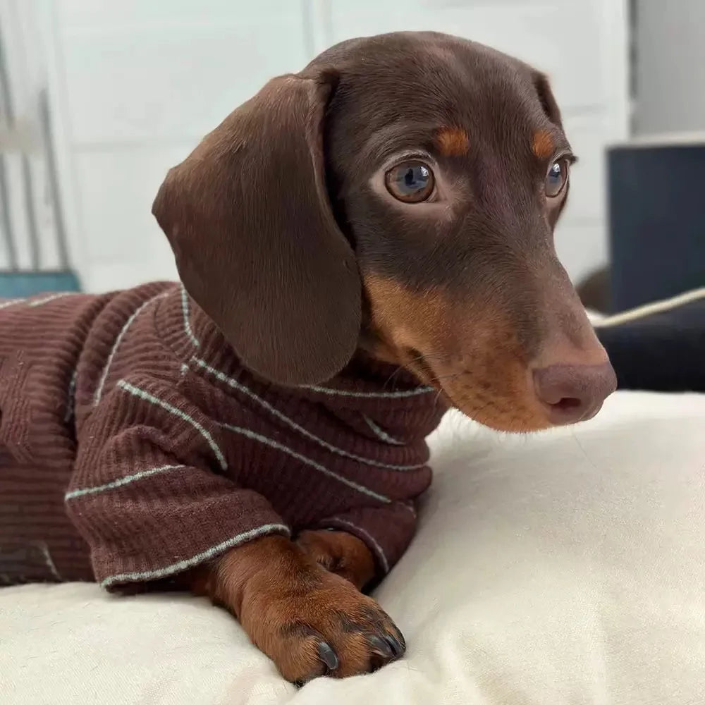 Dachsie Jumper