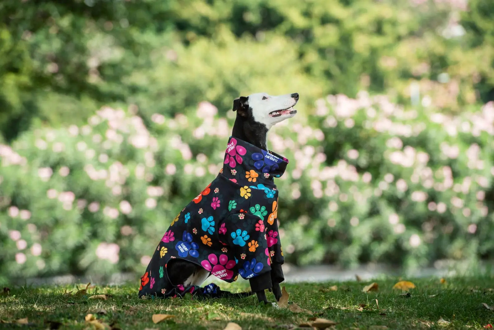 High-collar pajamas for dogs indoors

