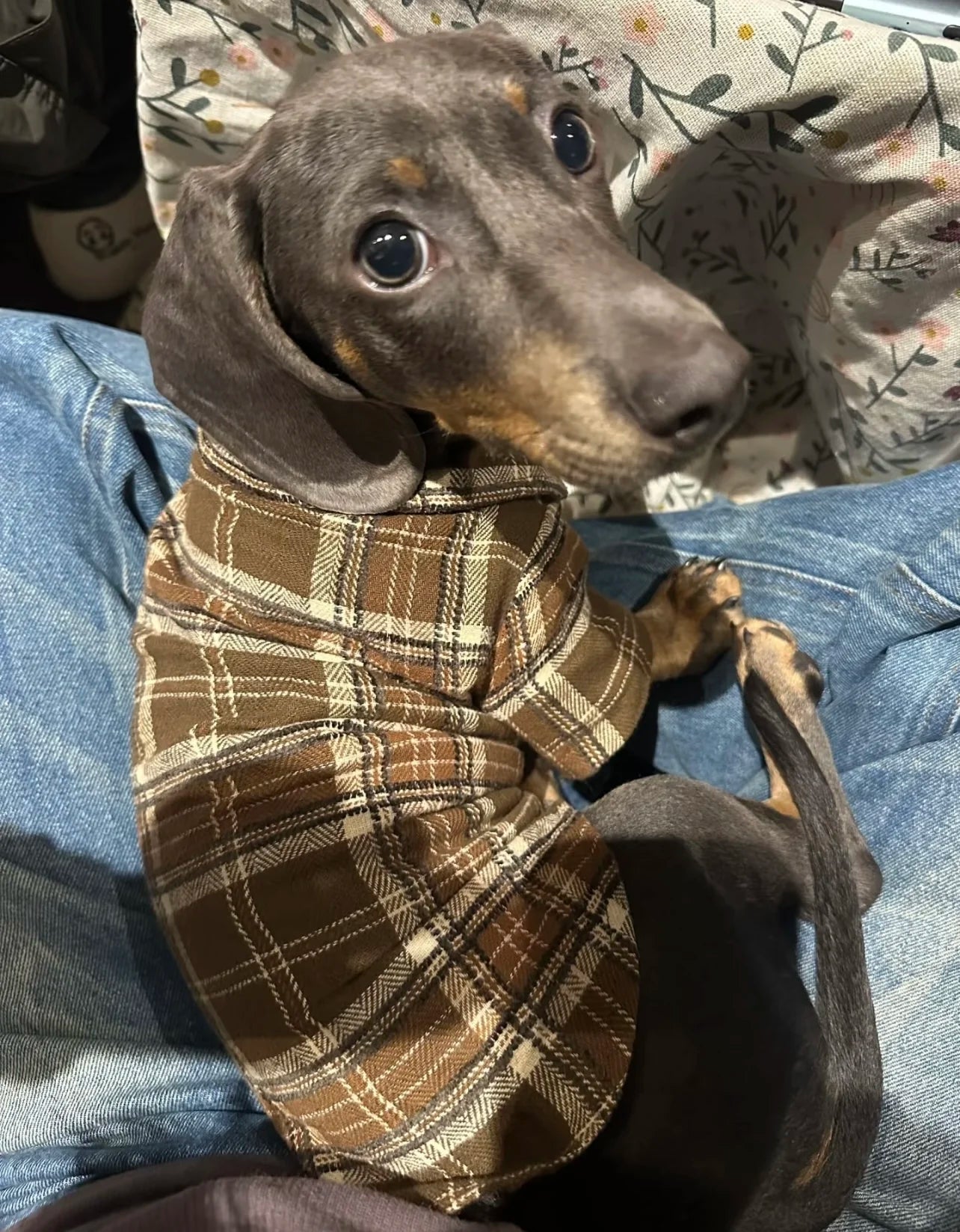 Jumper​s for Sausage