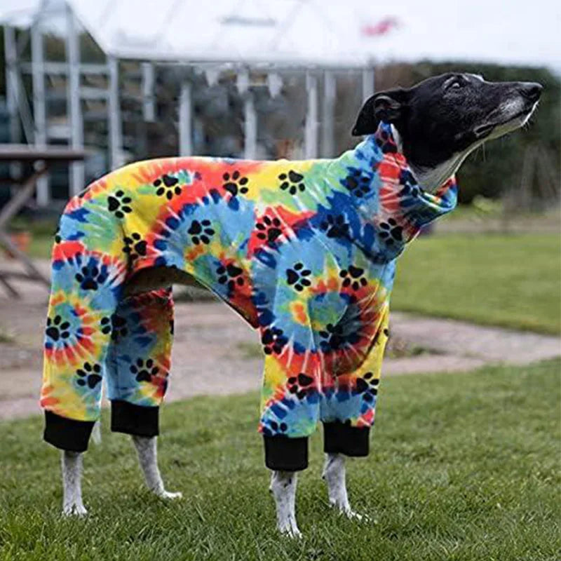 Greyhound in soft winter dog pajamas
