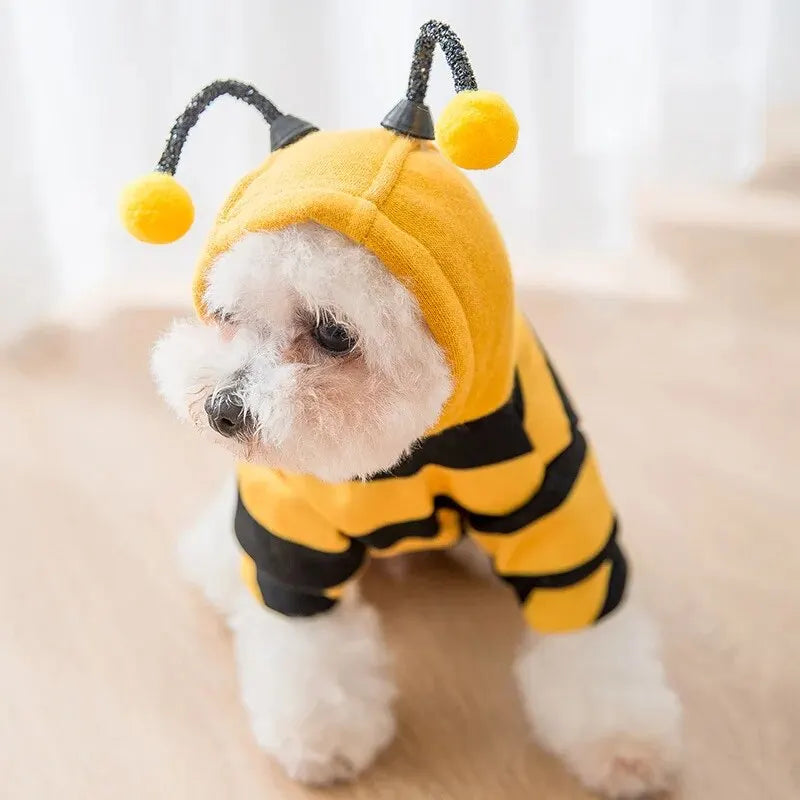 Dog with t shirt	
