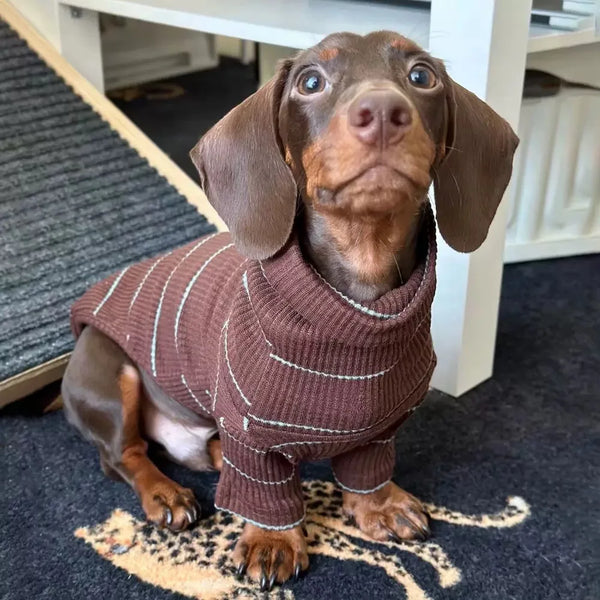 Dachshund Jumper