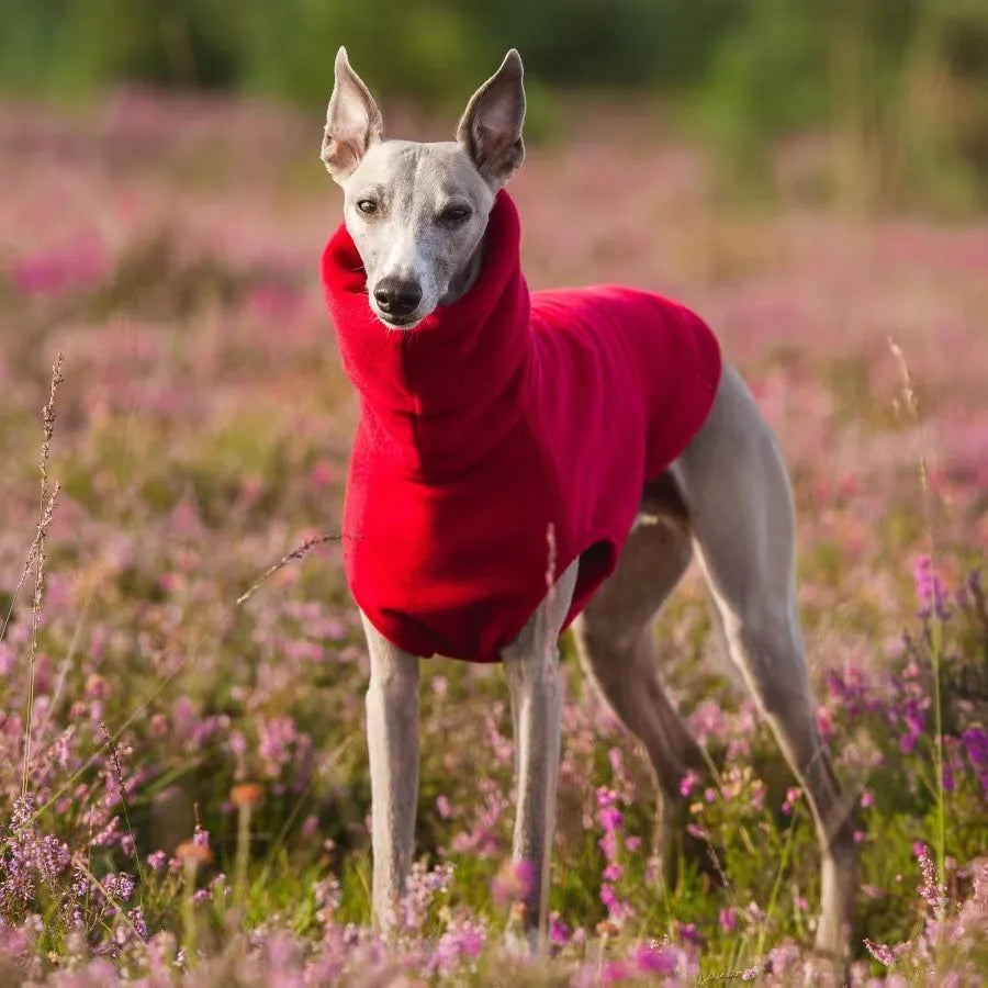 italian greyhound clothes
