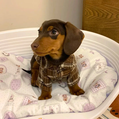 miniature dachshund jumpers uk​