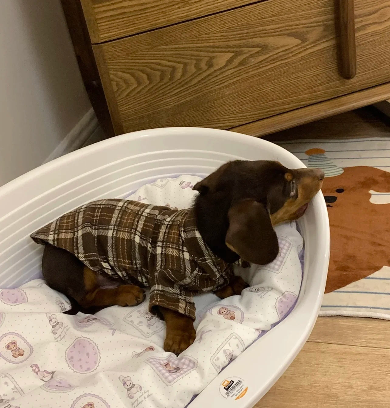 dachshund jumper​ UK