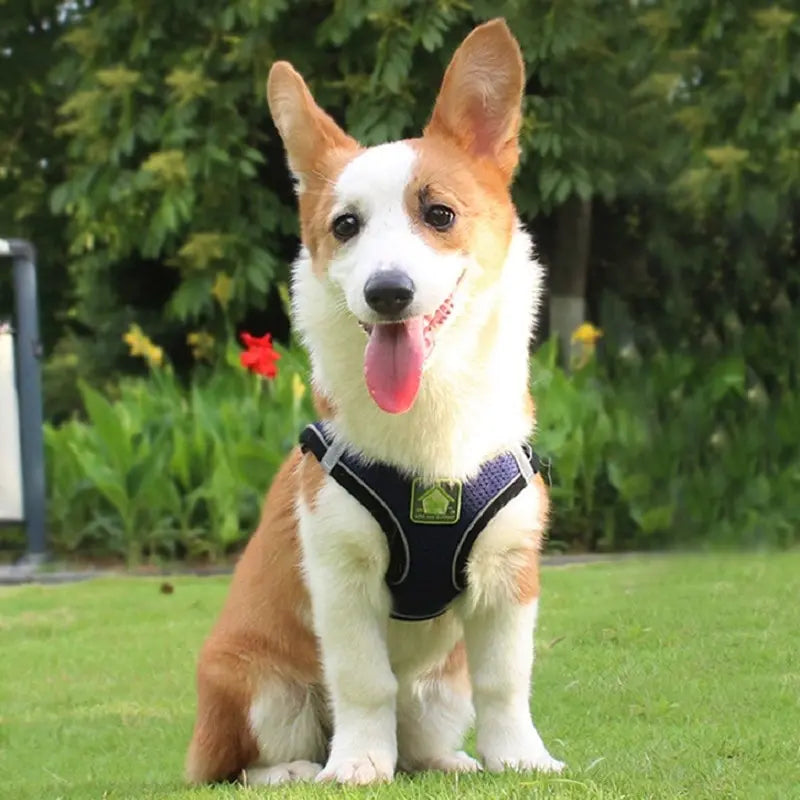 Reflective Velcro Harness and Leads Set For Small Large Dogs