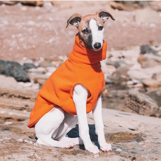 italian greyhound winter clothes

