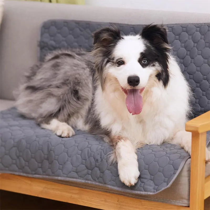 dog pee mat indoor